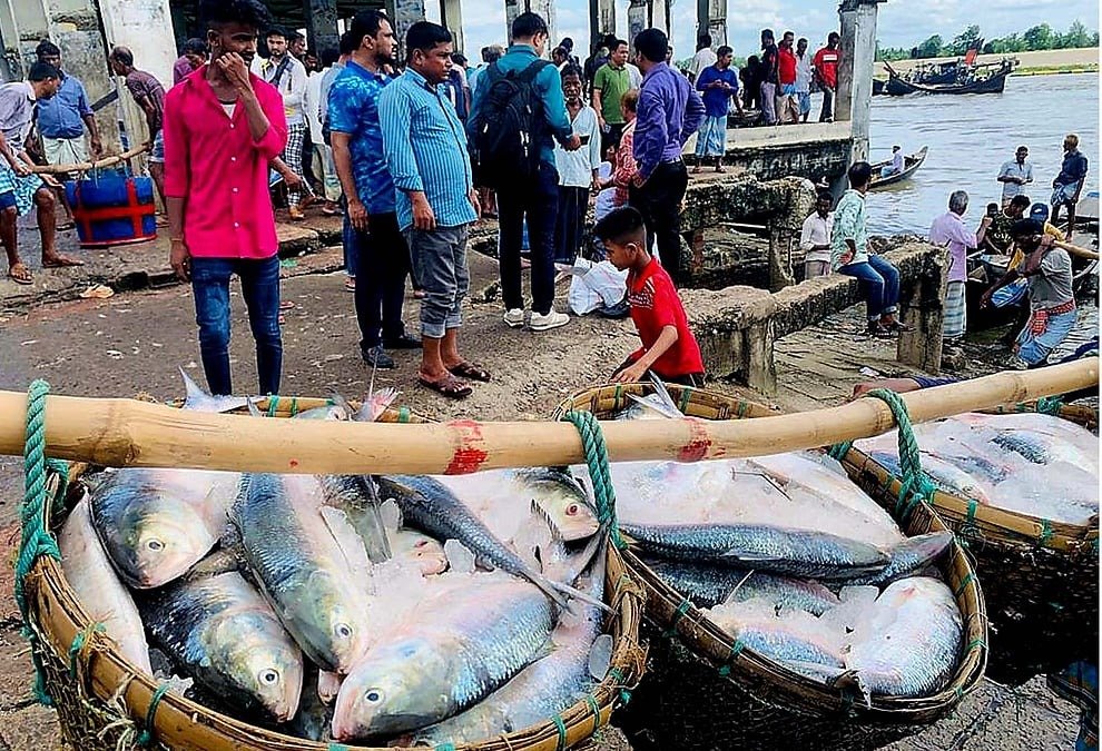 ইলিশ কমছে কেন, সেই প্রশ্নের উত্তর খোঁজা জরুরি