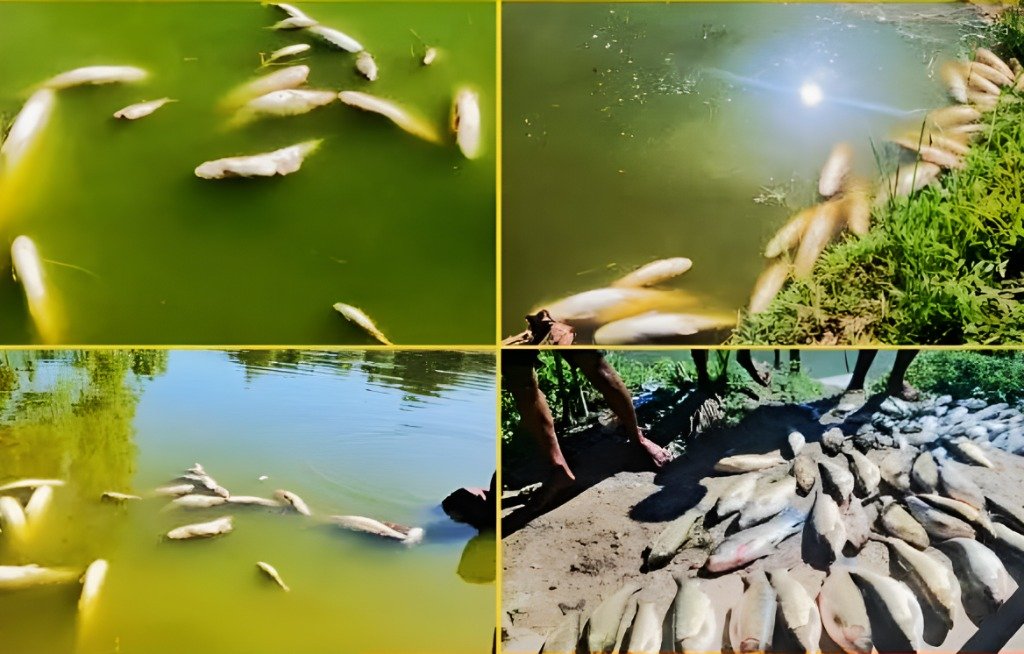 মাছের খামারে দূর্বৃত্তের হানা