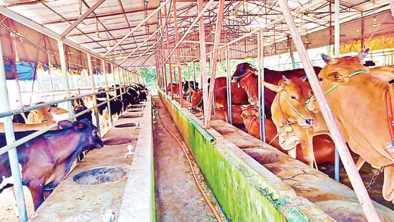 চাকরির পেছনে না ছুটে ডেইরি ফার্মে সফল টেক্সটাইল ইঞ্জিনিয়ার